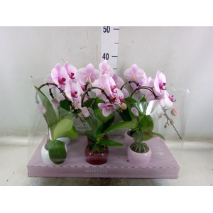 Phalaenopsis   ...rose
