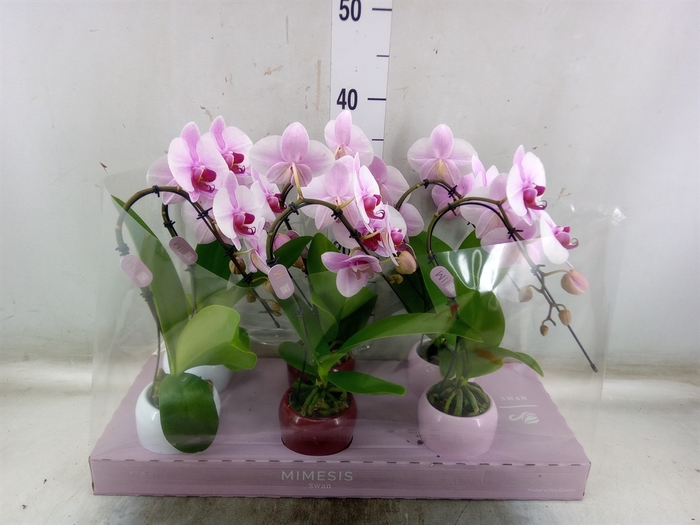 <h4>Phalaenopsis   ...rose</h4>