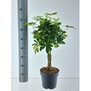 SCHEF AR GOLD CAPELL