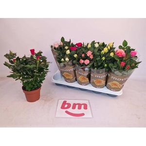 Rosa Beau Monde mix