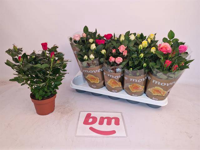 <h4>Rosa Beau Monde mix</h4>