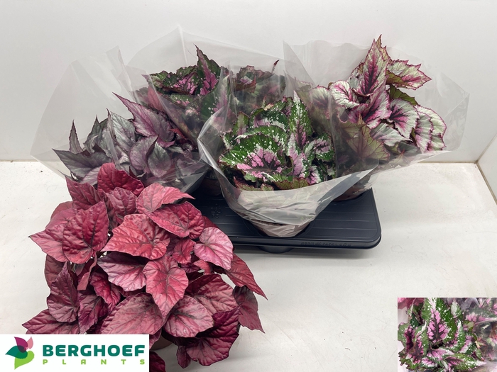 <h4>BEG BEL GEM</h4>