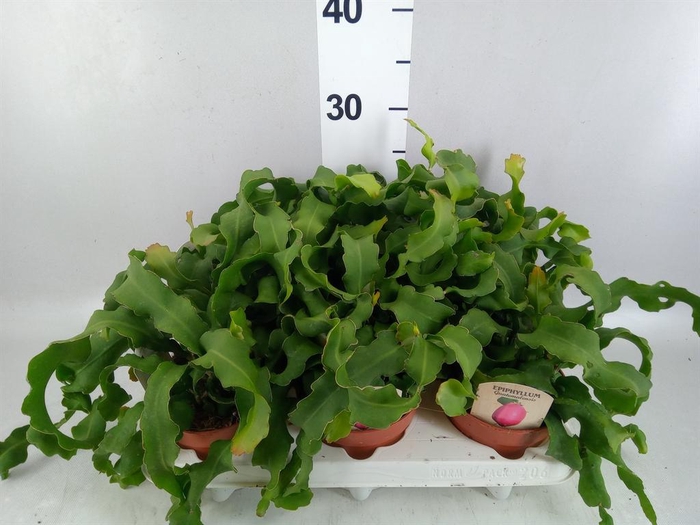 <h4>Epiphyllum guatem. var. monstrosa</h4>