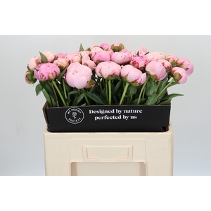 Paeonia Sarah Bernhardt