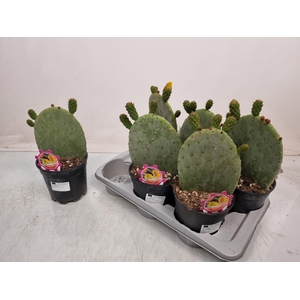 OPUNTIA