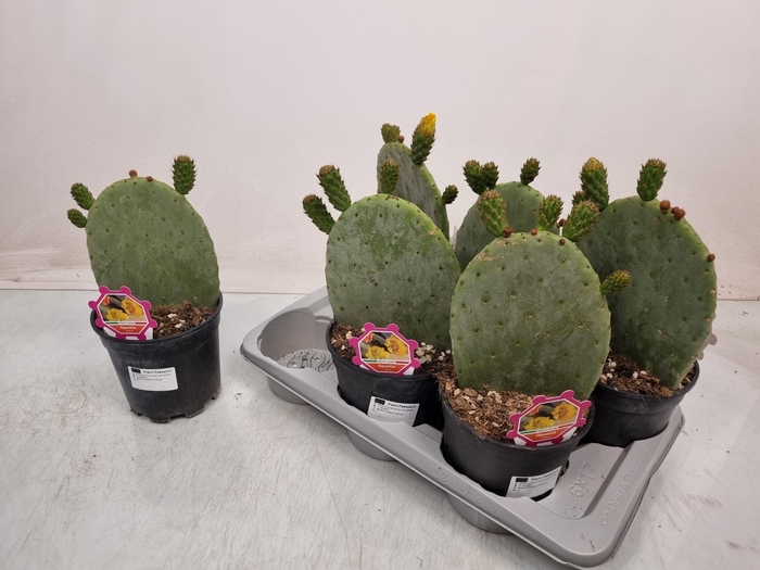 <h4>OPUNTIA</h4>
