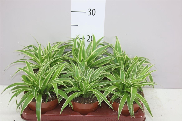 <h4>Chlorophyttum Ocean</h4>