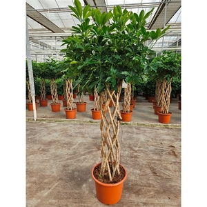 Schefflera arboricola 'Compacta'