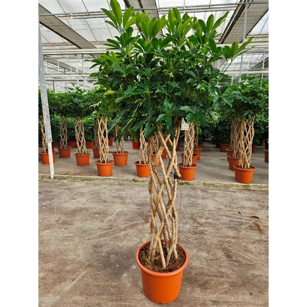 <h4>Schefflera arboricola 'Compacta'</h4>