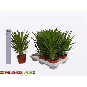 Pachypodium Lamerei (Cites) 11Ø 32cm