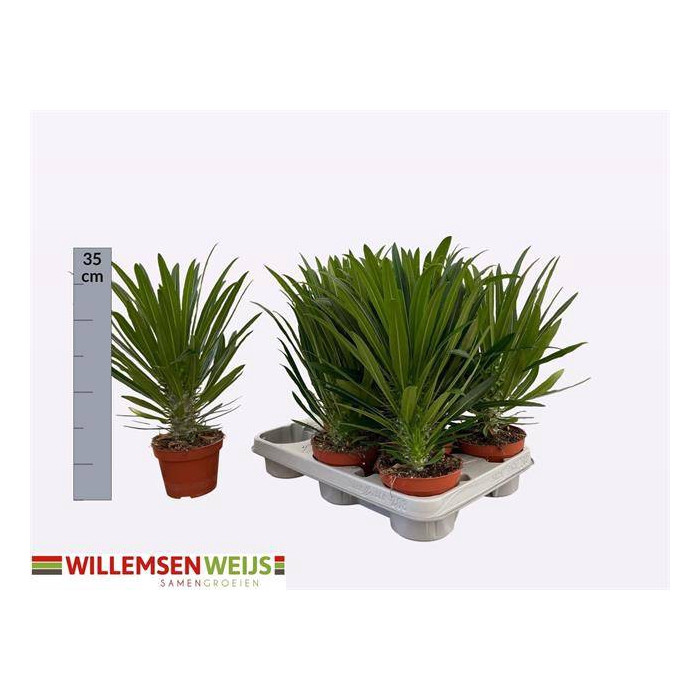 <h4>Pachypodium Lamerei (Cites) 11Ø 32cm</h4>