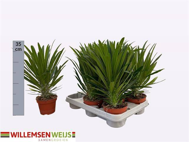 Pachypodium Lamerei (Cites) 11Ø 32cm