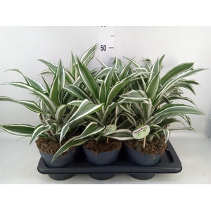 Dracaena frag. 'White Jewel'