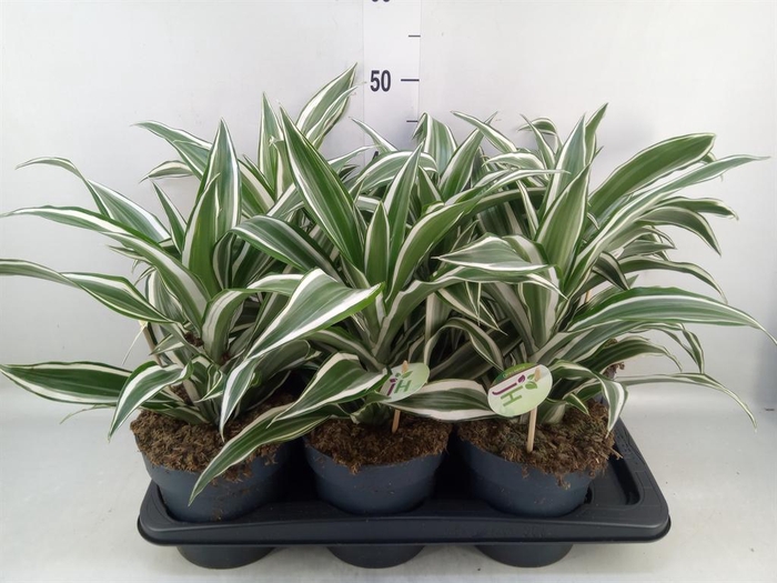 <h4>Dracaena frag. 'White Jewel'</h4>
