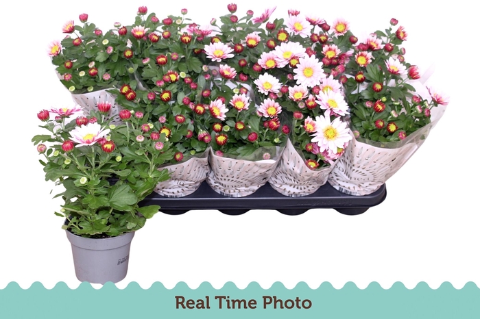 <h4>CHRYS ART ROSY</h4>