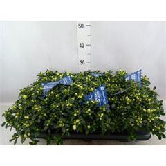 <h4>Rhododendron sim. 'Noralinde'</h4>