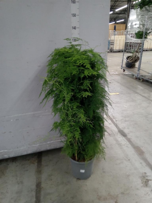 <h4>Asparagus setaceus</h4>