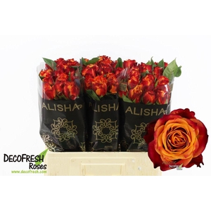 Rosa large atomic