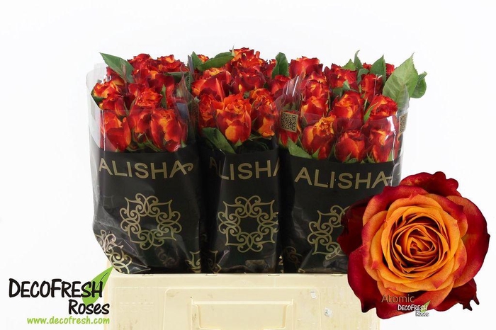<h4>Rosa large atomic</h4>