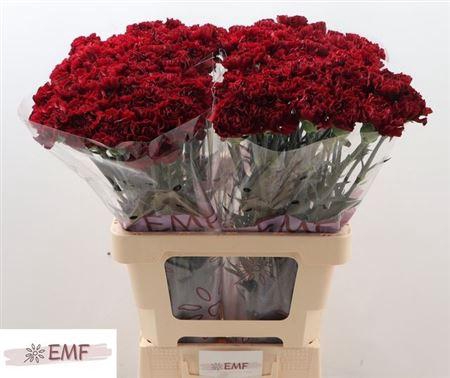 <h4>Di St Grace</h4>