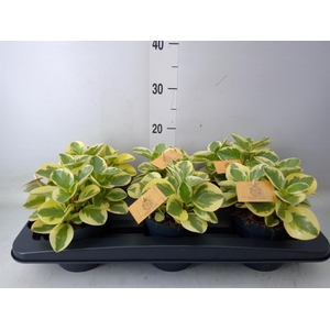 Peperomia obt. 'Obtipan Bicolor'