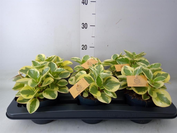 <h4>Peperomia obt. 'Obtipan Bicolor'</h4>