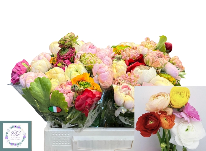 <h4>RANUNCULUS OV</h4>