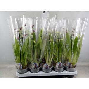 Miltoniopsis   ...