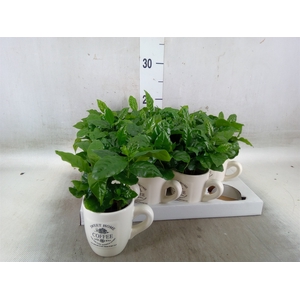 Coffea arabica