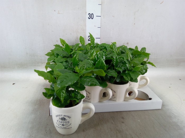 <h4>Coffea arabica</h4>