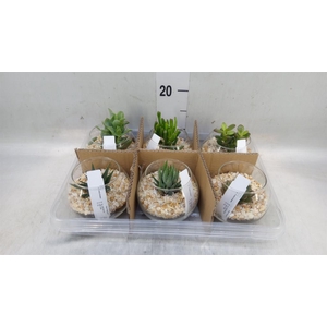 Arr.  Succulents L%