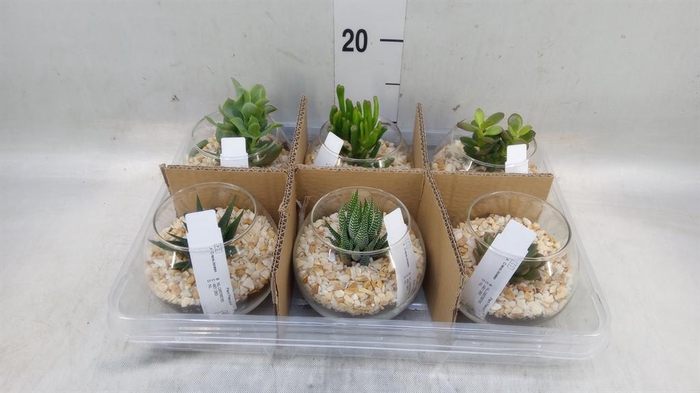 <h4>Arr.  Succulents L%</h4>