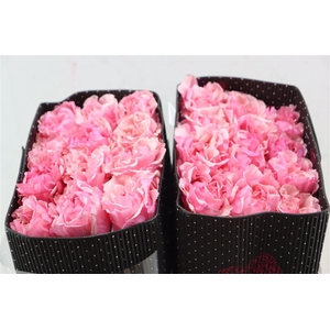 R Gr Pink Margo
