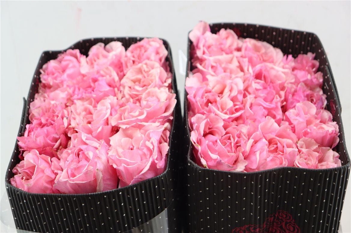 <h4>R Gr Pink Margo</h4>