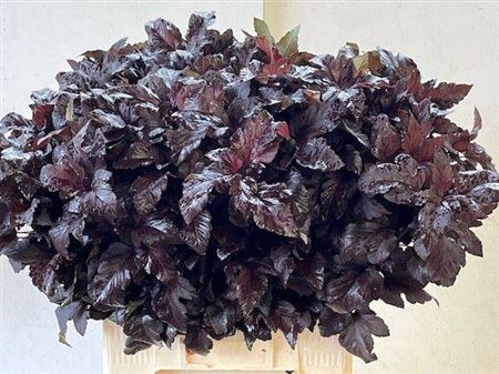 <h4>Physocarpus Op Diabolo</h4>