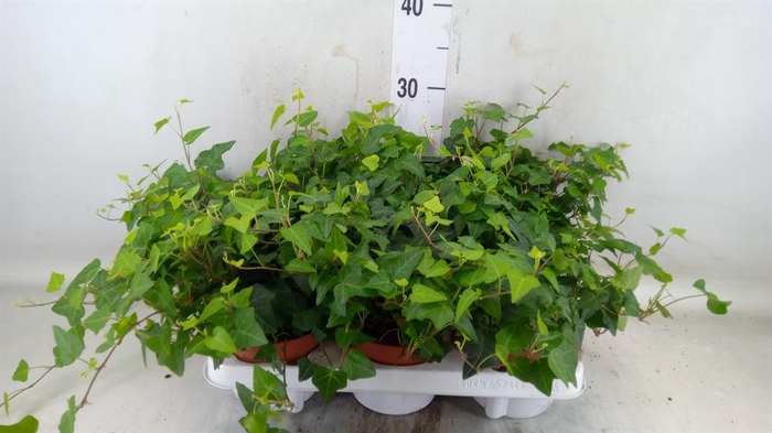 <h4>Hedera helix 'Anna'</h4>