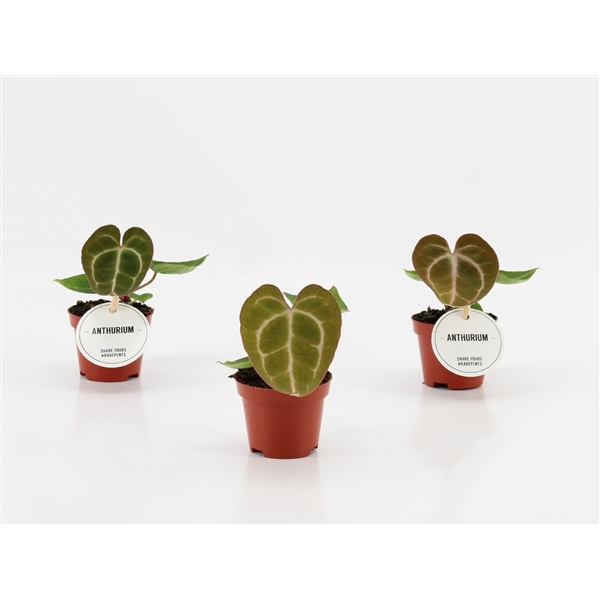 <h4>Anthurium Crystallinum</h4>