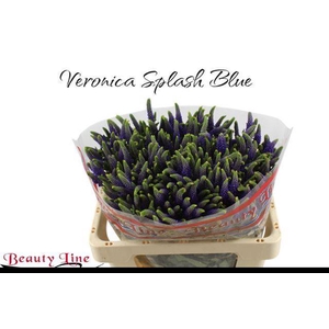 Veronica Skyler Blue