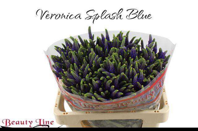 <h4>Veronica Skyler Blue</h4>