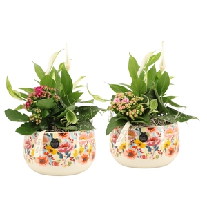 21827: Lovess arrangement