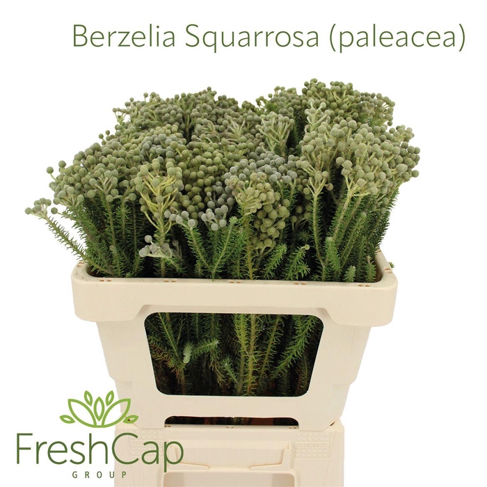 <h4>Berzelia Squarrosa (paleacea)</h4>