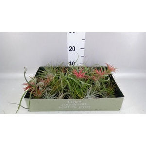 Tillandsia