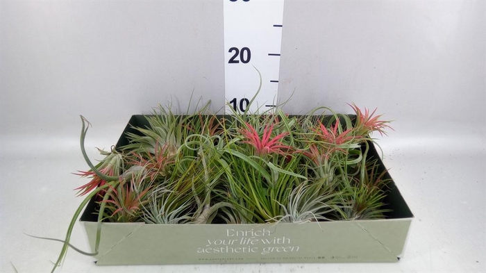 <h4>Tillandsia</h4>