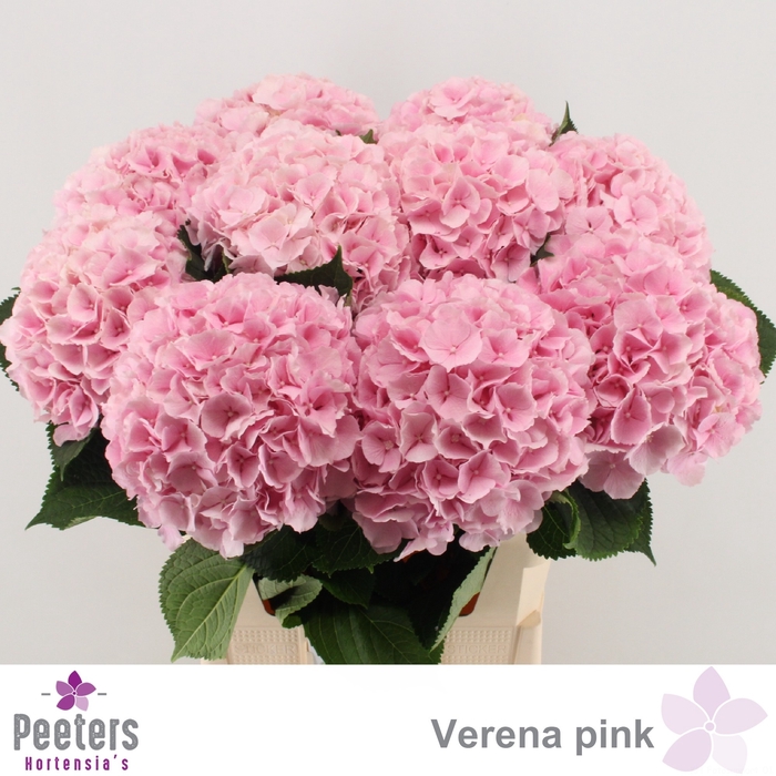 <h4>HYDR M CH VERENA</h4>