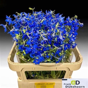 DELPH EN VOLKERFRIED