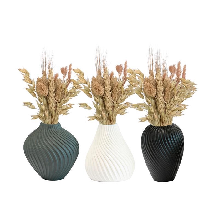 <h4>SETARIA PALMIFOLIA Streamline</h4>