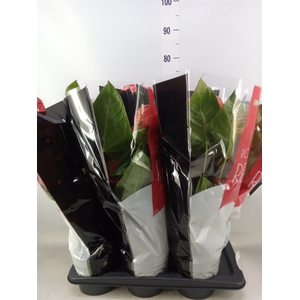 Anthurium andr. 'Oklahoma'