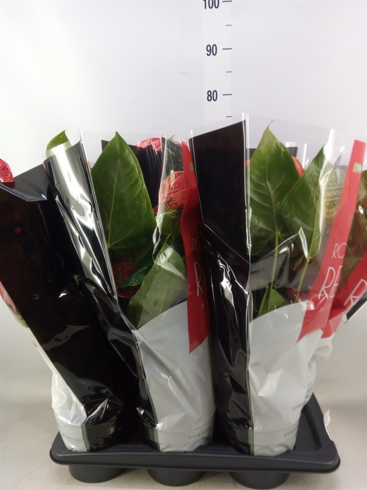 <h4>Anthurium andr. 'Oklahoma'</h4>