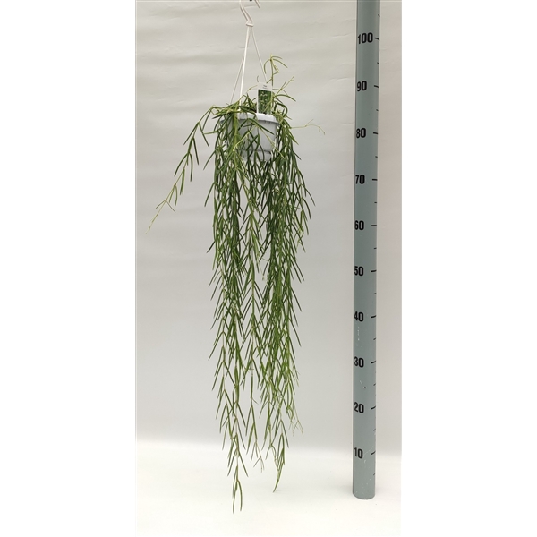 <h4>Hoya linearis</h4>