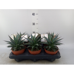 Agave  'Shaka Zulu'